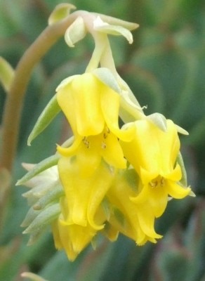 DSCF2334.JPG