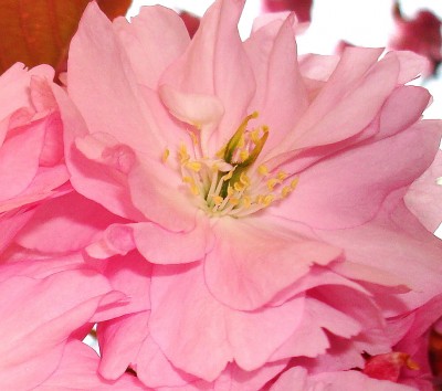 16.04.2008 kanzan.jpg