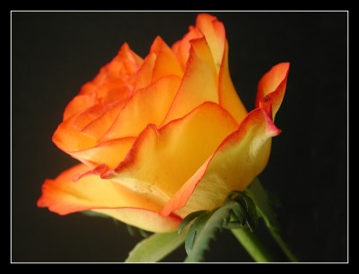 Rose - 2008-04-20 12-50-15.jpg