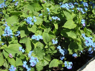 bluerauh1.jpg