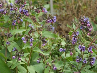 DSCF2229.JPG