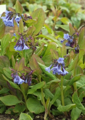 DSCF2224.JPG