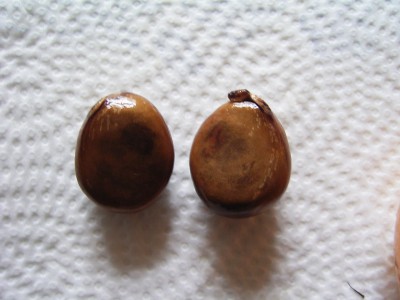 RIMG0140.JPG
