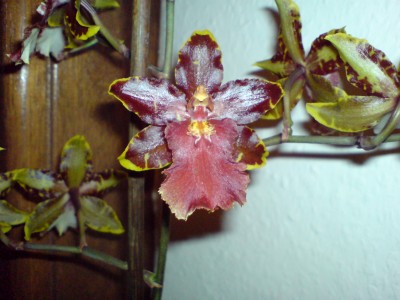 DSC00785.JPG