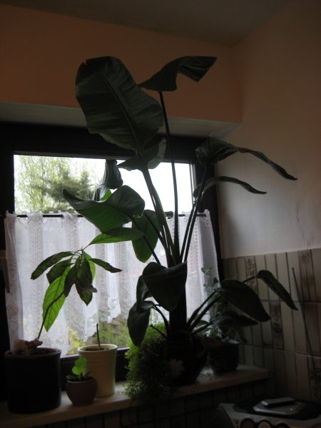 Welche Pflanze ist dies, Strelizie oder Banane?  Pflanzenbestimmung &  Pflanzensuche  GREEN24 Pflanzen & Garten Forum