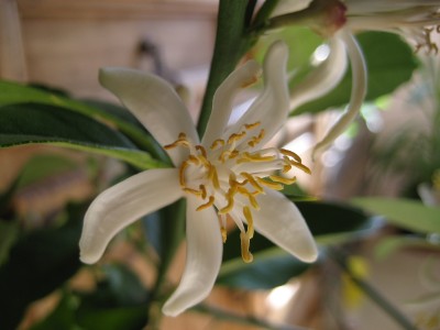 Zitronenblüte.JPG
