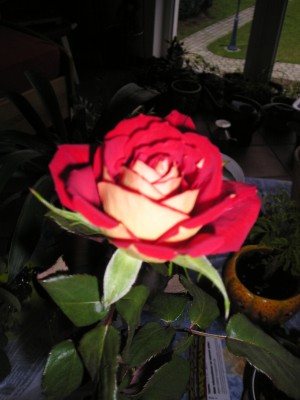 rose1.JPG