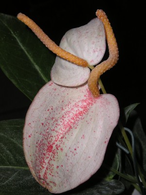 anthurie2.JPG