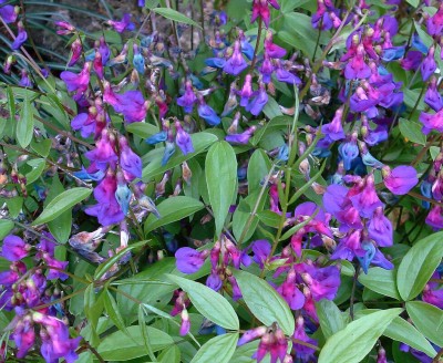 21.04.2008 lathyrus vernus.jpg
