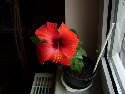 roter Hibistecki (3).JPG