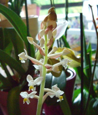 CIMG2746 - Kopie (2).JPG