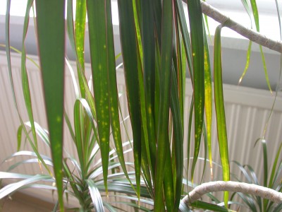 DSCN3775.JPG