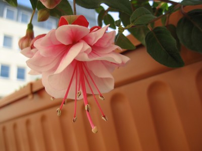 Fuchsie.JPG