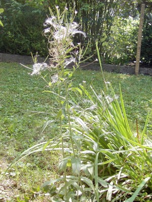 Zottige Weidenröschen - Epilobium hirsutum...JPG