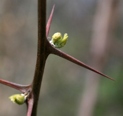 dornenknospe.jpg