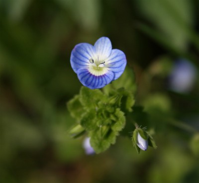 blauesbluemchen.jpg