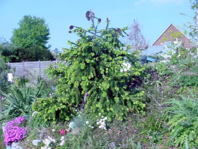 Zapfenfichte 0407.jpg
