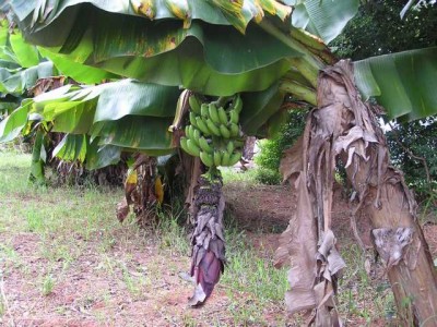 Bananen.JPG