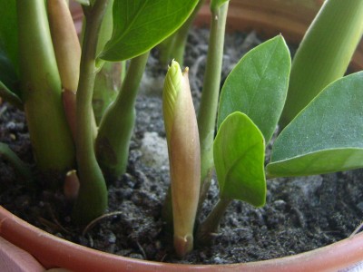 DSCI0023 - Kopie.JPG