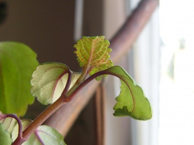DSCI0015 - Kopie.JPG