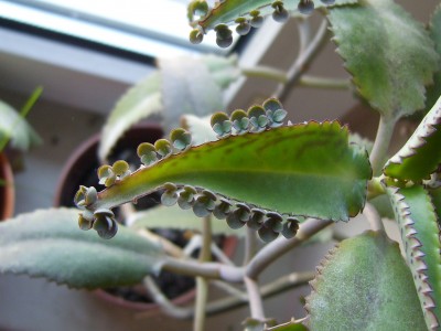 DSCI0009 - Kopie.JPG