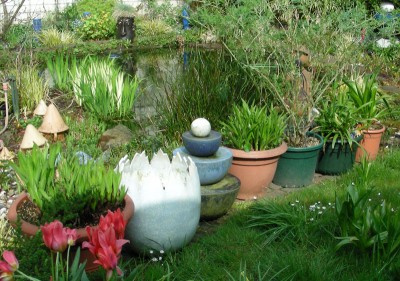 Agapanthus.jpg