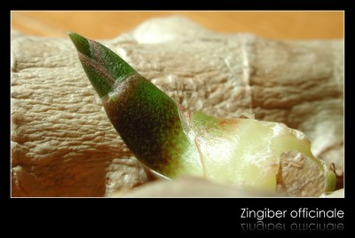 Ingwer - 2008-04-24.jpg