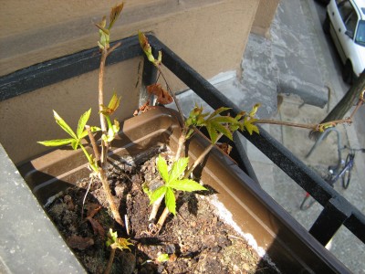 2008-04-24 011a.jpg