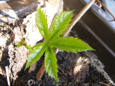2008-04-24 010.jpg