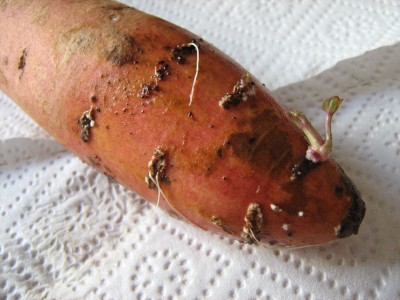 süßkartoffel.jpg