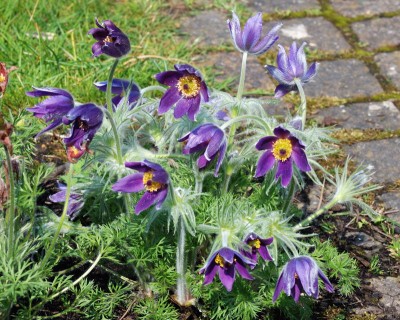 blaue Küchenschelle w.jpg