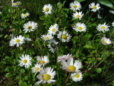 Gänseblümchen-Wiese w.jpg