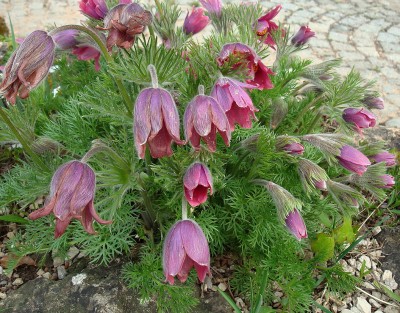 21.04.2008 pulsatilla.jpg