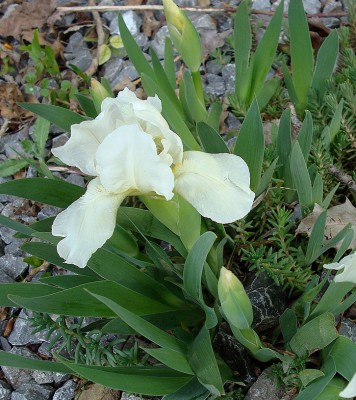 21.04.2008 iris barbata-nana ''bright white'.jpg