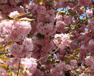 23.04.2008 traum in rosa1.jpg