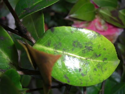 CIMG0378.JPG