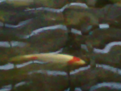 Photo neu 402.jpg