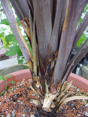 Cordyline treibt wieder aus.jpg