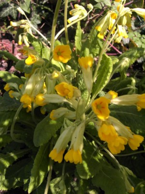 Schlüsselblumen.jpg