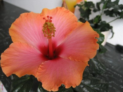 hibiskus rosaorange.JPG