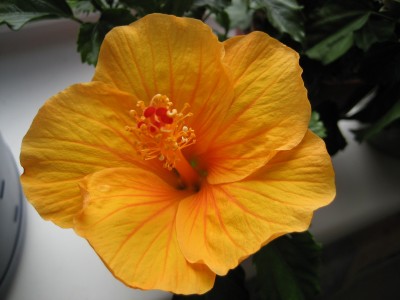 hibiskus orange.JPG