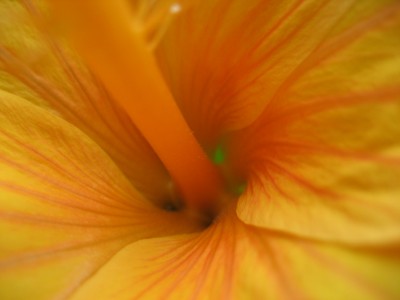 hibiskus orange detail.JPG