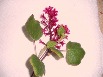 PIC_3504.JPG
