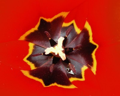 Tulpenherz w.jpg
