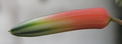 IMG_4986a  Aloe rauhii.jpg