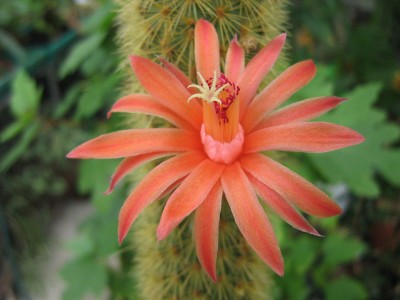 IMG_4991 Hildewintera aureispina.JPG