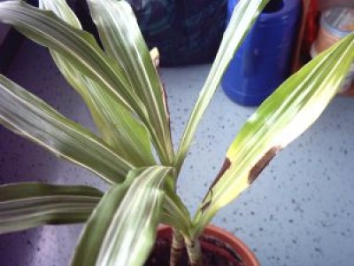 ill_plant 003.jpg
