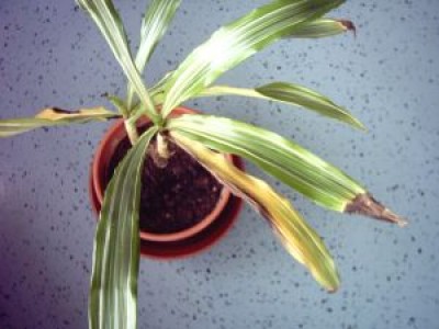 ill_plant 001.jpg