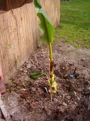 Bananen 2008 003.jpg