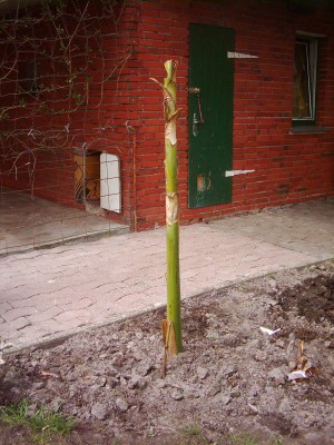 Bananen 2008 009.jpg